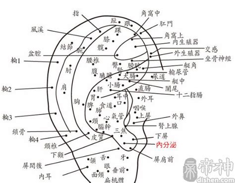 右耳有痣|耳朵长痣的位置图解 耳朵长痣的位置图解有福气